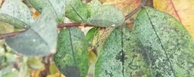 柑橘油斑病如何用藥防治，果實成熟后期可噴施絡(luò)合鈣與海藻酸