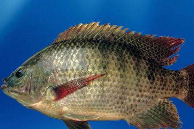 2號袖鉤可以釣多大的鯽魚，適合釣1兩至2兩的鯽魚