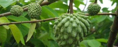 釋迦果的施肥要點(diǎn)，幼樹施肥和結(jié)果樹施肥方式不同