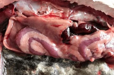 魚內(nèi)臟怎么處理成雞飼料，可直接喂或煮熟喂