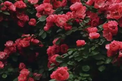 復(fù)古薔薇的花語，寓意純潔的愛、愛的思念