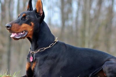 杜賓犬智商高嗎，在狗狗中排第5名