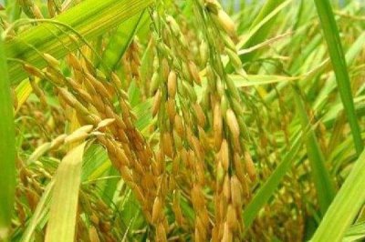 荃優(yōu)113水稻品種簡介，秧田畝播種量10千克