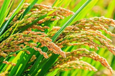 旌1優(yōu)華珍水稻種子介紹，每畝有效穗數(shù)15.3萬穗