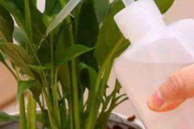 食醋在花卉上的妙用，適量噴灑可使花卉長勢(shì)旺、花多、色艷