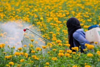 菊花夏天能放外面嗎，可以放外面養(yǎng)但需要做好遮陰措施