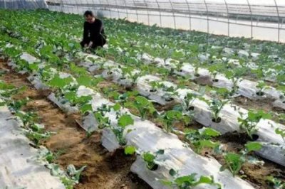 怎么給大棚蔬菜施沖施肥料，追肥與沖施肥相結(jié)合