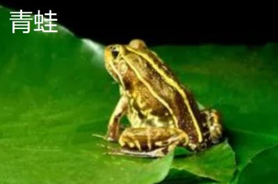 青蛙和田雞的區(qū)別，都可以養(yǎng)殖