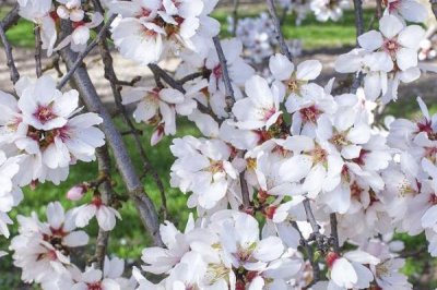 杏樹十月開花是怎么回事，是由于管理不善導(dǎo)致的