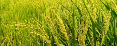 中早48水稻種子特點(diǎn)，全生育期110.7天