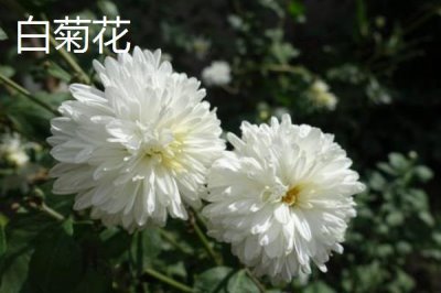 白菊花的寓意，有悼念、追思的寓意