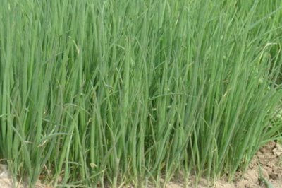 雨天如何通過噴藥防治蔥銹病，在藥液中添加洗衣粉可增強(qiáng)防效