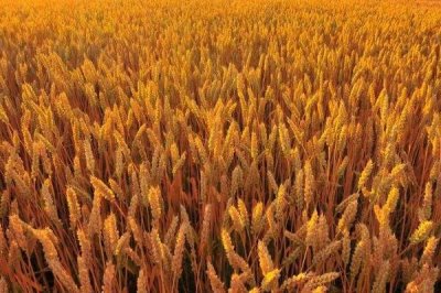 臨麥13小麥種簡介，每畝基本苗15-20萬