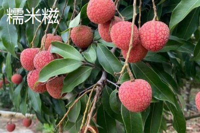 靈山荔枝品種，三月紅的成熟時(shí)間最早
