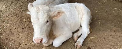新生牛犢體溫低怎么處理，可先給其口服一些葡萄糖
