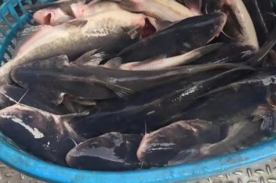鮰魚的價格，不同地區(qū)的售價有所差異