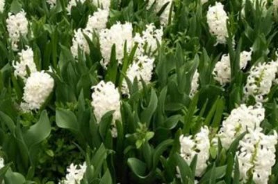 白色風(fēng)信子的花語是什么，寓意不敢表露的愛