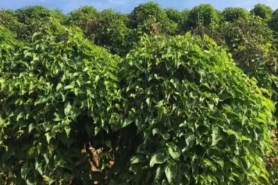 山藥的產地，河北地區(qū)主要產區(qū)