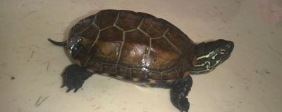 草龜和什么龜雜交好，常見的有黃喉擬水龜、黃緣閉殼龜?shù)? /></p>                            <h2>一、草龜和什么龜雜交好</h2><p>1、和草龜類似的烏龜品種很多，所以能和它們雜交的品種也非常多。比較常見的就是與中華花龜、黃喉擬水龜、黃緣閉殼龜?shù)纫黄痣s交。</p><p>2、另外還有一些不太常見的雜交品種，就是三線閉殼龜、黃額閉殼龜、安布閉殼龜、鋸緣閉殼龜、四眼斑龜、日本石龜?shù)取?/p><p>3、雖然這幾種烏龜都可以與草龜雜交，但是雜交的成功率不高，所以很多飼養(yǎng)者都會(huì)選擇將草龜與花龜或者是黃喉擬水龜一起雜交，與這兩種烏龜雜交，不僅可以提高雜交的成功率，還可以提高雜交的質(zhì)量。</p><p style=
