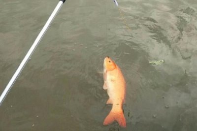 1.2子線適合釣多大的魚，在使用時建議釣輕一些
