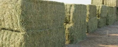 牧草飼料如何貯藏,搭建存儲(chǔ)平臺(tái)進(jìn)行貯藏