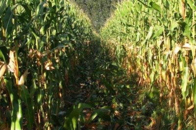 高油玉米相關(guān)介紹，含油量較高、屬于高附加值玉米品種