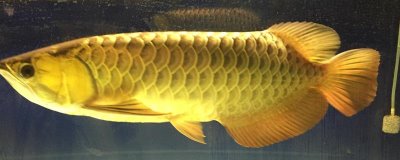 流動水適合養(yǎng)殖什么魚，適合養(yǎng)龍魚、地圖魚、羅漢魚等