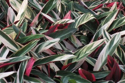 養(yǎng)殖箭羽竹芋的方法及注意事項(xiàng)，需使用疏松肥沃的腐殖土