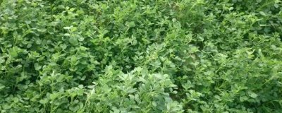 苜蓿種植管理技術(shù)，種植過程中要注意做好追肥工作