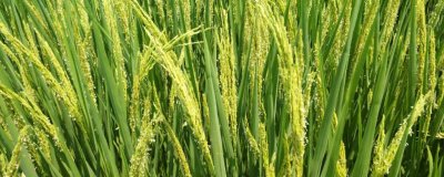 鎮(zhèn)稻21號水稻種子簡介，粳型常規(guī)水稻品種