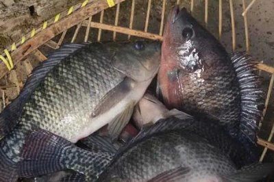 三四斤的鯽魚(yú)是什么品種，主要有以下這6種