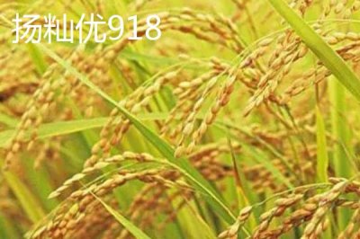 適合江蘇種植的高產(chǎn)水稻品種，了解這7種