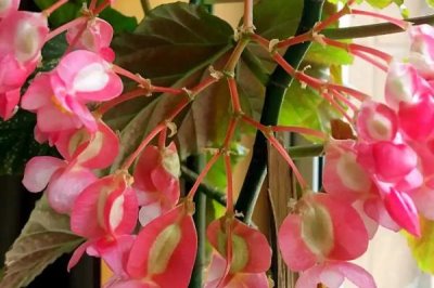竹節(jié)海棠為什么不開花，環(huán)境不適或施肥不當(dāng)都會導(dǎo)致