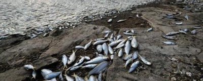 魚側(cè)翻了還在呼吸的原因及治療方法，可能是水中氧含量過低導(dǎo)致的