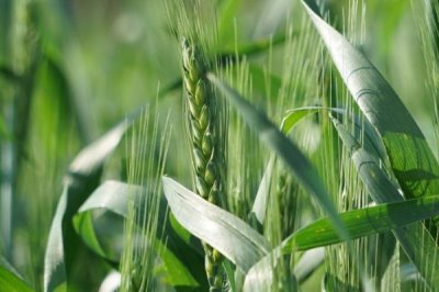 農(nóng)村種植什么食用菌具有較高的效益，香菇、木耳、平菇等品種均為不錯的選擇