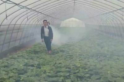 多抗霉素能防治哪些病害，對蔬菜苗期碎倒病、黃瓜霜霉病等有效