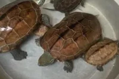 烏龜死亡的表現(xiàn)有哪些，首先會停止活動