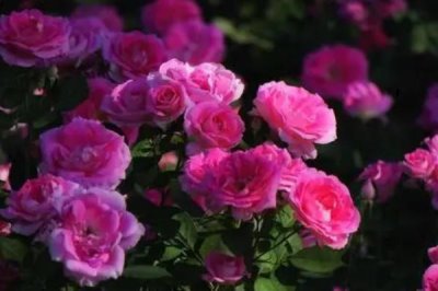 月季花卷葉怎么辦，采取的措施取決于發(fā)生原因