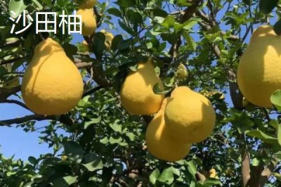 黃金蜜柚和紅柚對比，紅柚更美觀且口感更佳