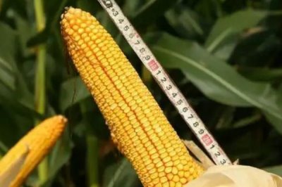 登海W365玉米種子特征特性，中抗小斑病