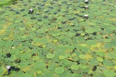 芡實種子的價格，大約在20-30元左右一斤