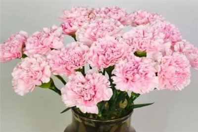 11朵康乃馨的花語，寓意是一心一意