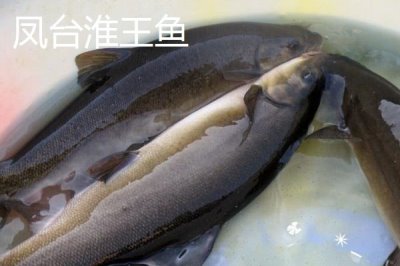 安徽省蕭縣的特產(chǎn)，高灘蘿卜久負盛名