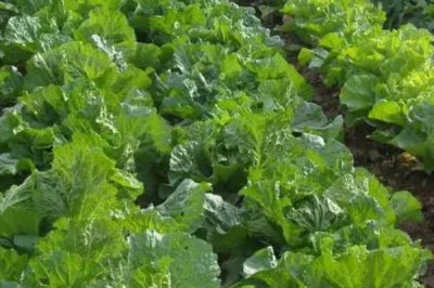 白菜長白斑打什么農(nóng)藥，嘧菌酯、苯醚甲環(huán)唑、嗯唑菌酮·霜脲氰等