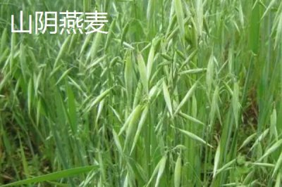 山西省山陰縣的特產(chǎn)，包括山陰油炸糕、山陰荷藕、山陰燕麥等種類