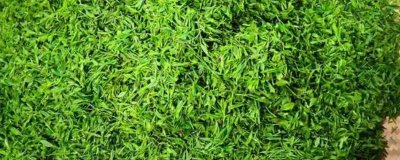 四川省萬源市的特產，紅豆腐是當?shù)赝撂禺a品