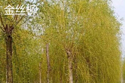 金絲柳的產(chǎn)地，原產(chǎn)東北、華北、西北