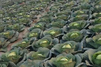起壟栽培對甘藍(lán)的好處，可提高光照面積和增加土壤通透性