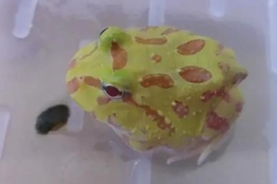 黃金角蛙的價格，一般在8-10元一只