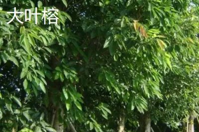 如何挑選榕樹種子，顆粒飽滿、具有光澤的種子品質(zhì)更好